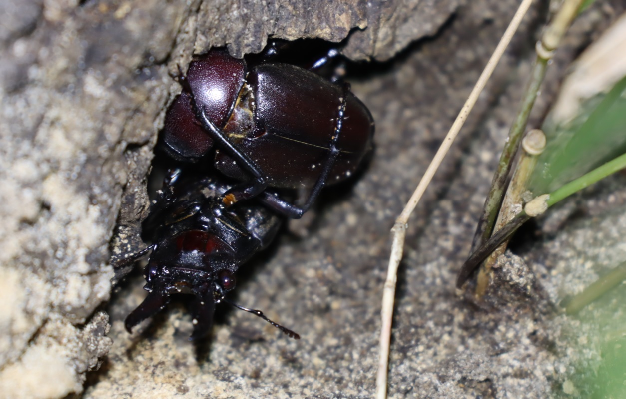 ノコギリクワガタ♂、♀_No.4のコナラ_クワガタ達のオアシス_2023年9月11日19時15分 気温26.8度